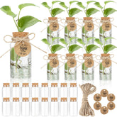 Ysglory propagation jar with hole lid for easy water access and root monitoring.