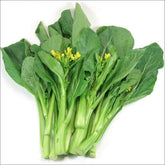 Yu Choy Sum seeds maturing into a full plant for home garden harvests.