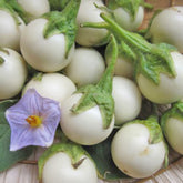 Yunaksea white round African eggplant seeds pack for home gardening and fresh harvest