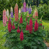 ZEshops Lupine seeds color mix bloom in borders and attract pollinators.