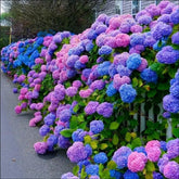 ZEshops hydrangea seeds mix blue pink purple—vibrant color display for sunny garden beds.