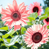 ZEshops iris tectorum rose sunflowers pink blooms for elegant borders.
