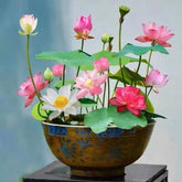 ZEshops pink bowl lotus seeds ready for home planting, enhancing a calm water garden.