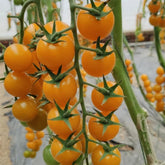 ZEshops Patio Choice yellow tomato seeds package for easy planting and gifting.