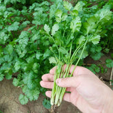 ZEshops 1000 cilantro seeds pack ready for home herb gardening and harvest