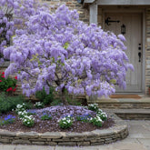 ZEshops Wisteria Floribunda lavender bloom seeds create a fragrant garden focal point.