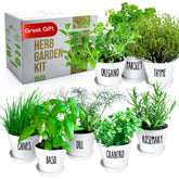 ZESTIGREENS Deluxe herb kit on windowsill with basil and cilantro for fresh cooking
