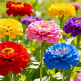 Zinnia seeds mixed colors close-up, vibrant blooms for borders and containers.