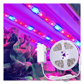 ZONE INDUSTRY CORP. Full Spectrum LED Grow Light Tape illuminating thriving indoor plants for seedlings and herbs.