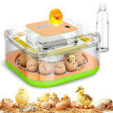 ZOZOO incubator hatching eggs set-up for home use with easy monitoring.