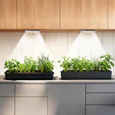 zwveuvs dual head LED grow light over shelf delivering full spectrum for thriving indoor plants