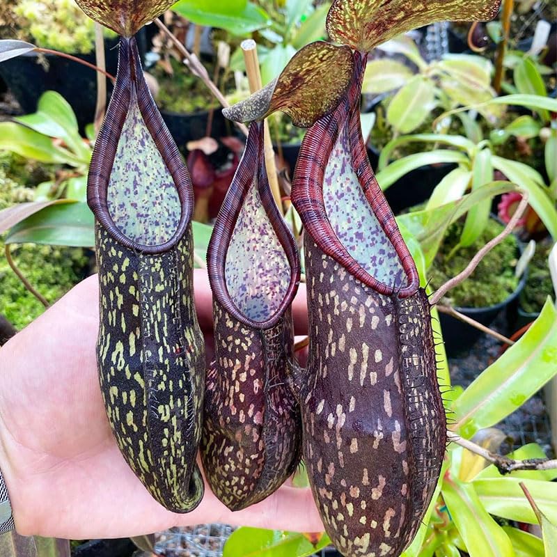 120+ Perennial Nepenthes Seeds bright indirect light supports healthy growth and leaf development.
