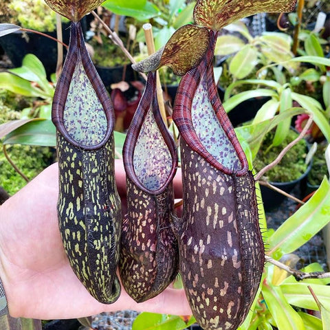 120+ Perennial Nepenthes Seeds bright indirect light supports healthy growth and leaf development.