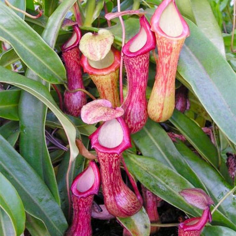 120+ Perennial Nepenthes Seeds suitable for container gardens and balcony setups.