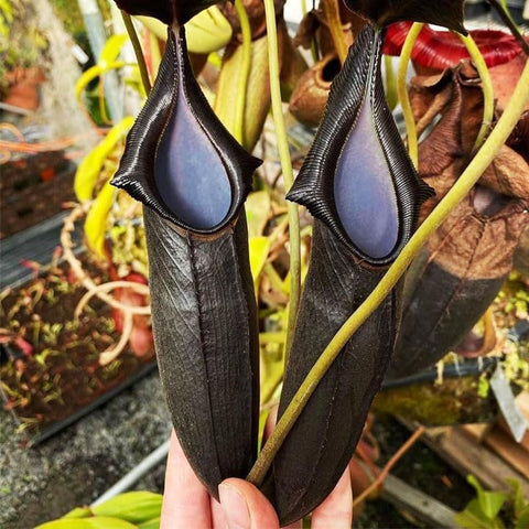 120+ Perennial Nepenthes Seeds mature into striking pitchers for living decor and observation.