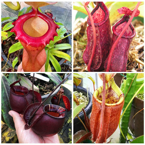 120+ Perennial Nepenthes Seeds germination on moist moss for successful sprouting.