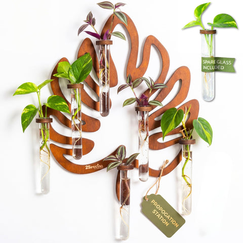2Special Propagation Stations wall-mounted leaf vase with six tubes for propagation.