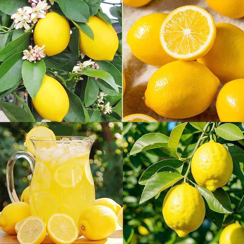 30pcs lemon seeds planting pack for easy home citrus gardening.