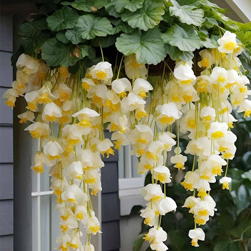 310-plus-mix Crabapple Hosta summer blooms add seasonal color in shade.