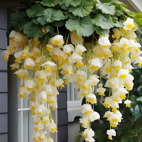 310-plus-mix Crabapple Hosta summer blooms add seasonal color in shade.