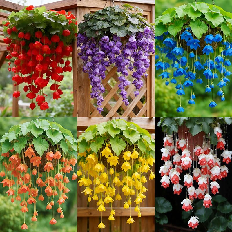 310-plus-mix Hanging Crabapple Hosta foliage close-up for shaded garden accents.