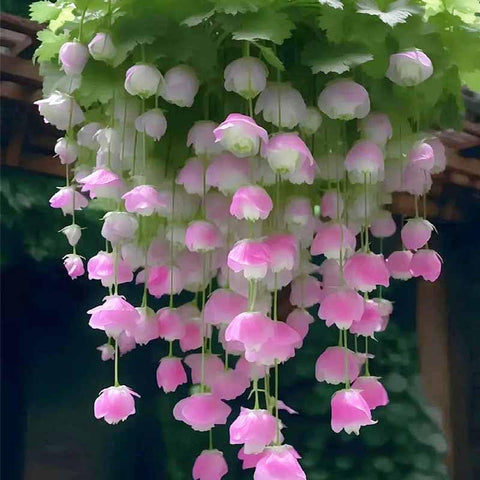 310-plus-mix Hanging Crabapple Hosta leaf texture supports decorative ground cover.