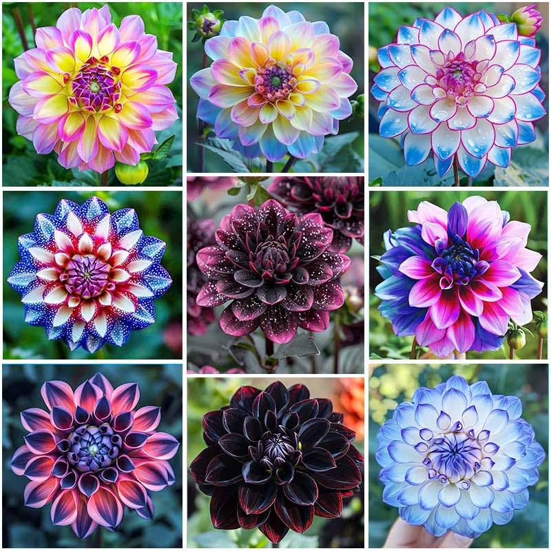 320+ Dahlia Seeds bloom close-up for vibrant cut flowers