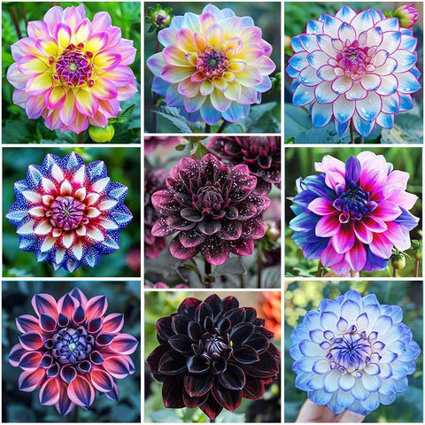 320+ Dahlia Seeds bloom close-up for vibrant cut flowers