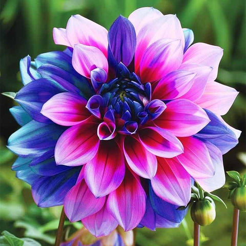 320+ Dahlia Seeds border display adds color to gardens