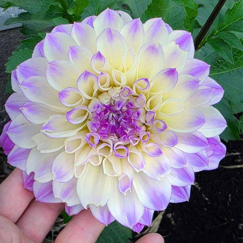 320+ Dahlia Seeds spring planting guide for warm season blooms