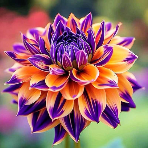 320+ Dahlia Seeds vase life potential for indoor arrangements