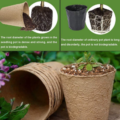 Biodegradable pots in soil ready for transplanting by 3T GROUP