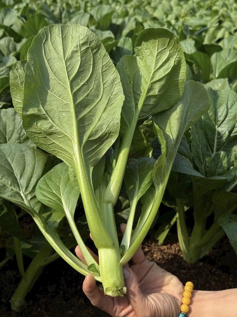 4000 Organic Choy Sum harvest after 30-45 days promotes fresh greens