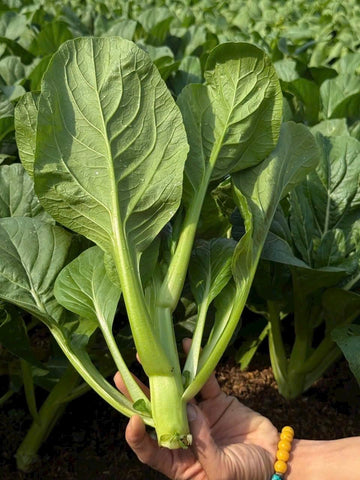 4000 Organic Choy Sum harvest after 30-45 days promotes fresh greens