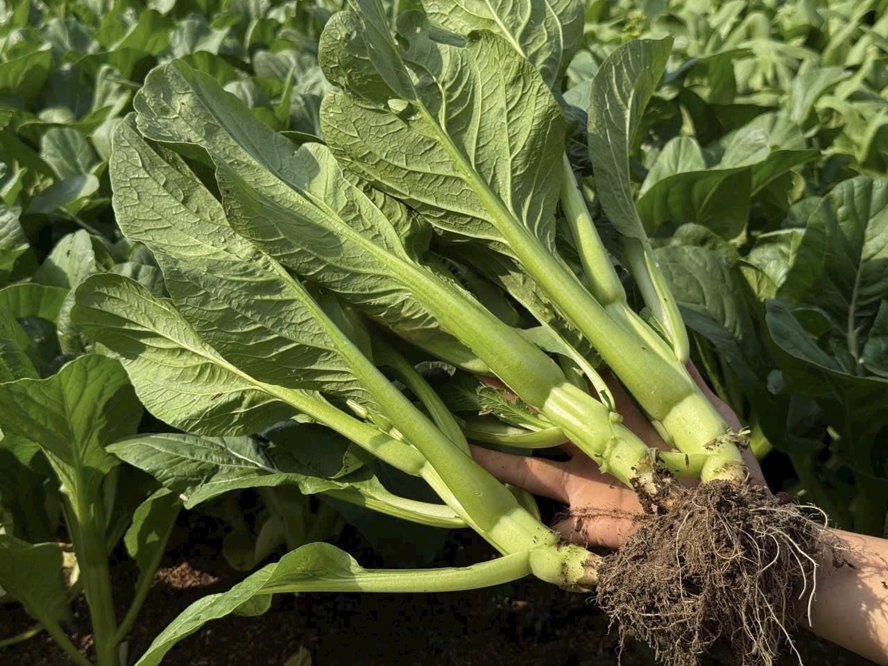 4000 Organic Choy Sum container growth image highlights versatile growing options