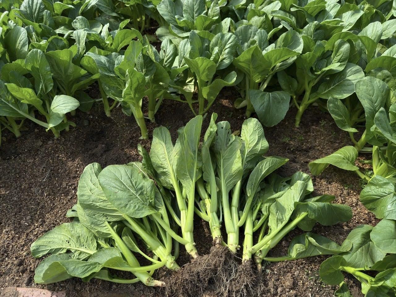 4000 Organic Choy Sum in garden bed shows easy cultivation in sun or partial shade