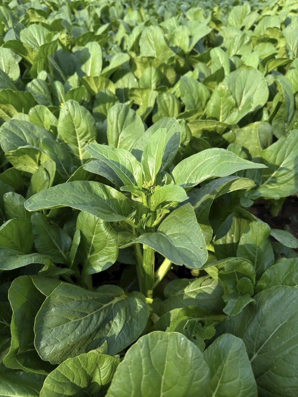 4000 Organic Choy Sum germination image emphasizes 99% rate for quick harvest