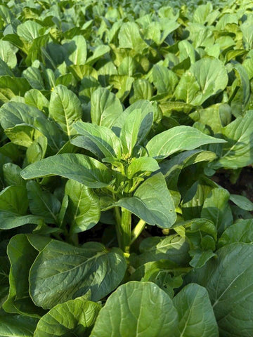 4000 Organic Choy Sum germination image emphasizes 99% rate for quick harvest