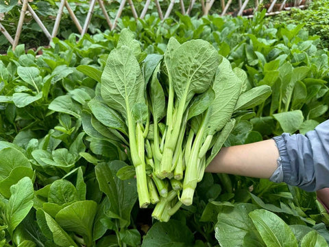4000 Organic Choy Sum seeds in packaging highlight heirloom, non-GMO quality for home gardens