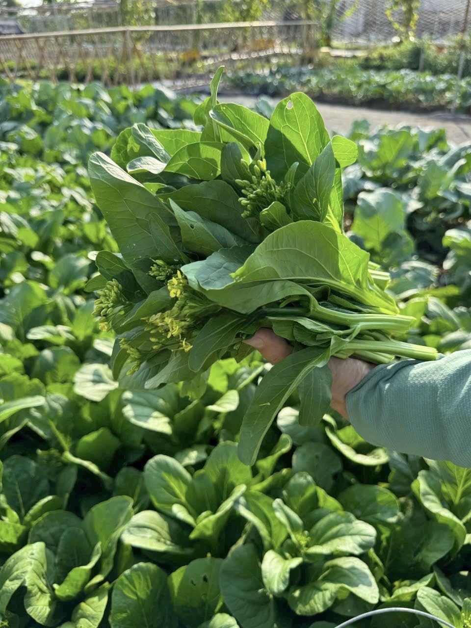 4000 Organic Choy Sum container-friendly setup supports raised-bed gardening