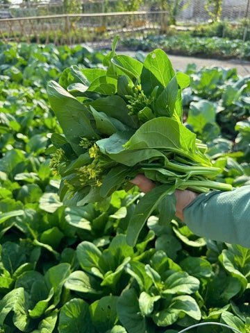 4000 Organic Choy Sum container-friendly setup supports raised-bed gardening