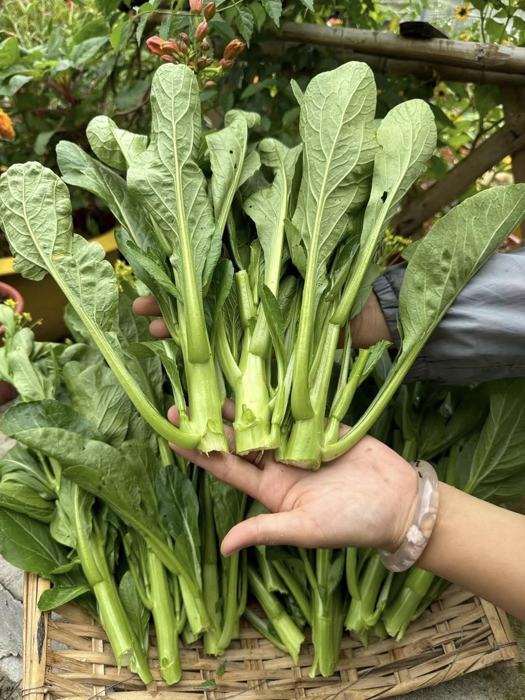 4000 Organic Choy Sum yellow flowers indicate edible bloom stage