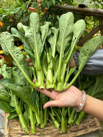 4000 Organic Choy Sum yellow flowers indicate edible bloom stage
