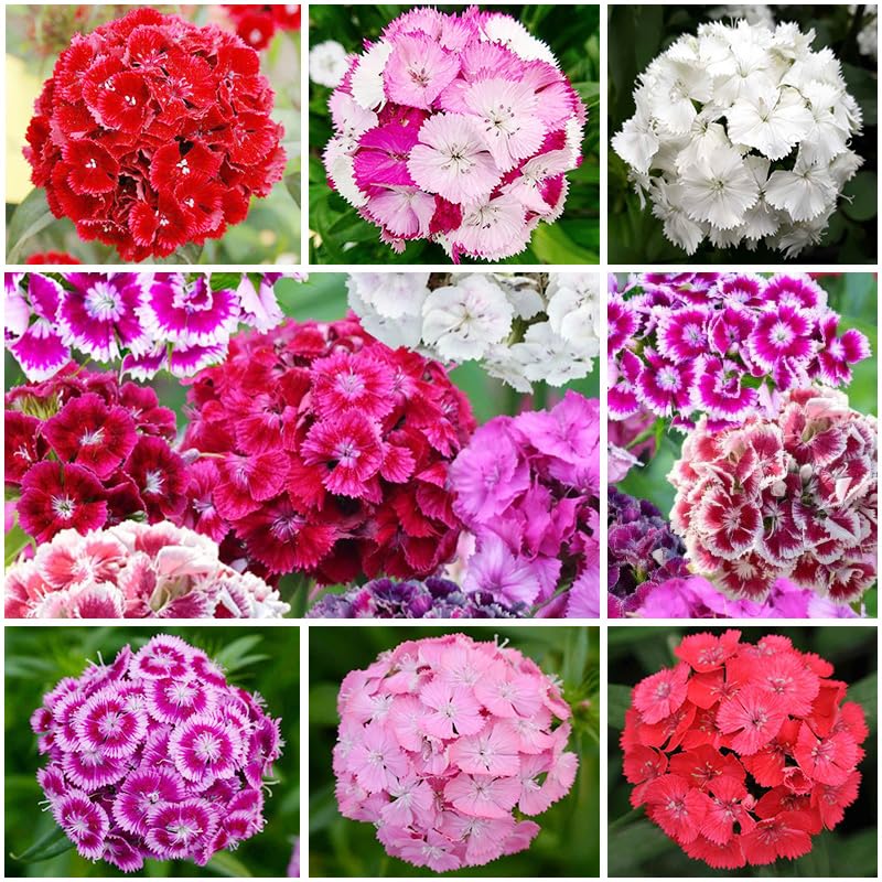 5200plus dianthus mix border bloom shows compact clusters ideal for beds.