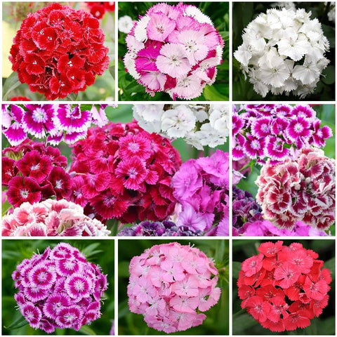 5200plus dianthus mix border bloom shows compact clusters ideal for beds.
