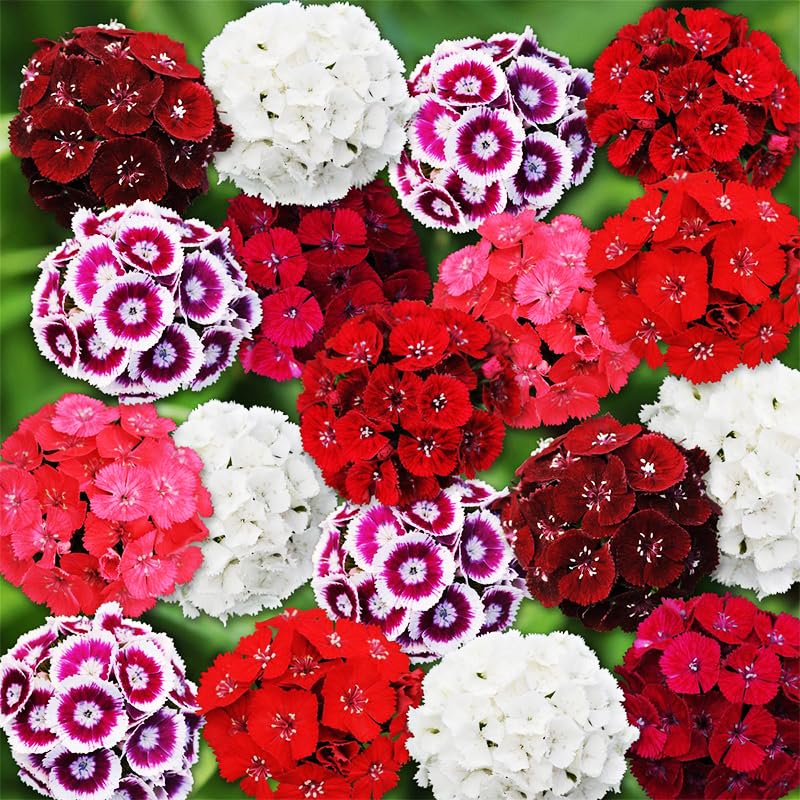 5200plus dianthus mix container planting brings vivid color to containers and patios.