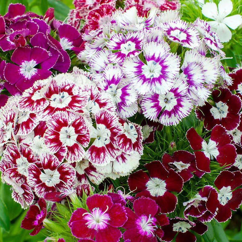 5200plus dianthus mix cut flower bouquet yields strong stems for fresh arrangements.