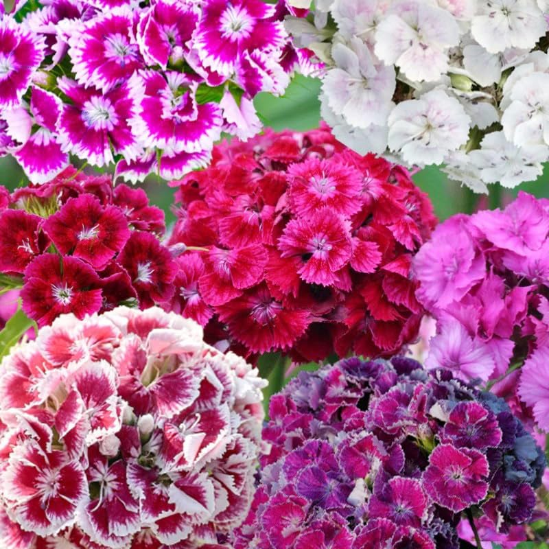 5200plus dianthus mix seed pack promotes easy germination and vibrant border color.