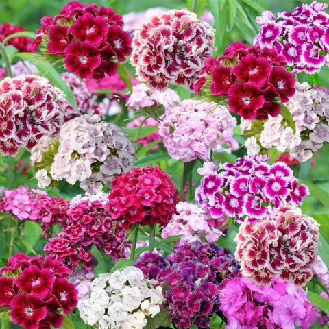 5200plus dianthus mix sowing steps sow on the surface after frost for healthy growth.