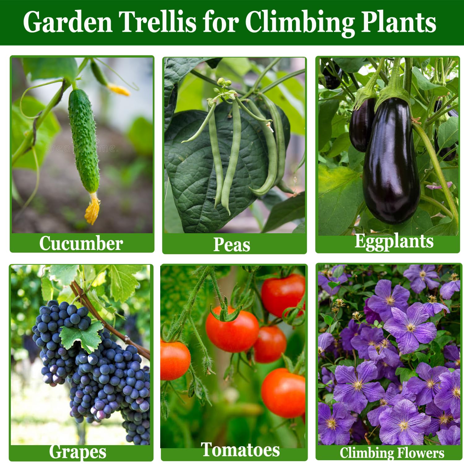 7Queen A-Frame trellis supports raised beds and vertical gardening in small spaces.